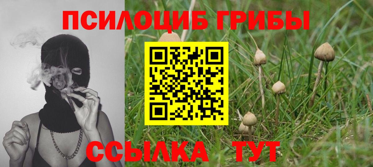Владивосток  Галлюциногенные грибы Psilocybe  Вход с VPN 
